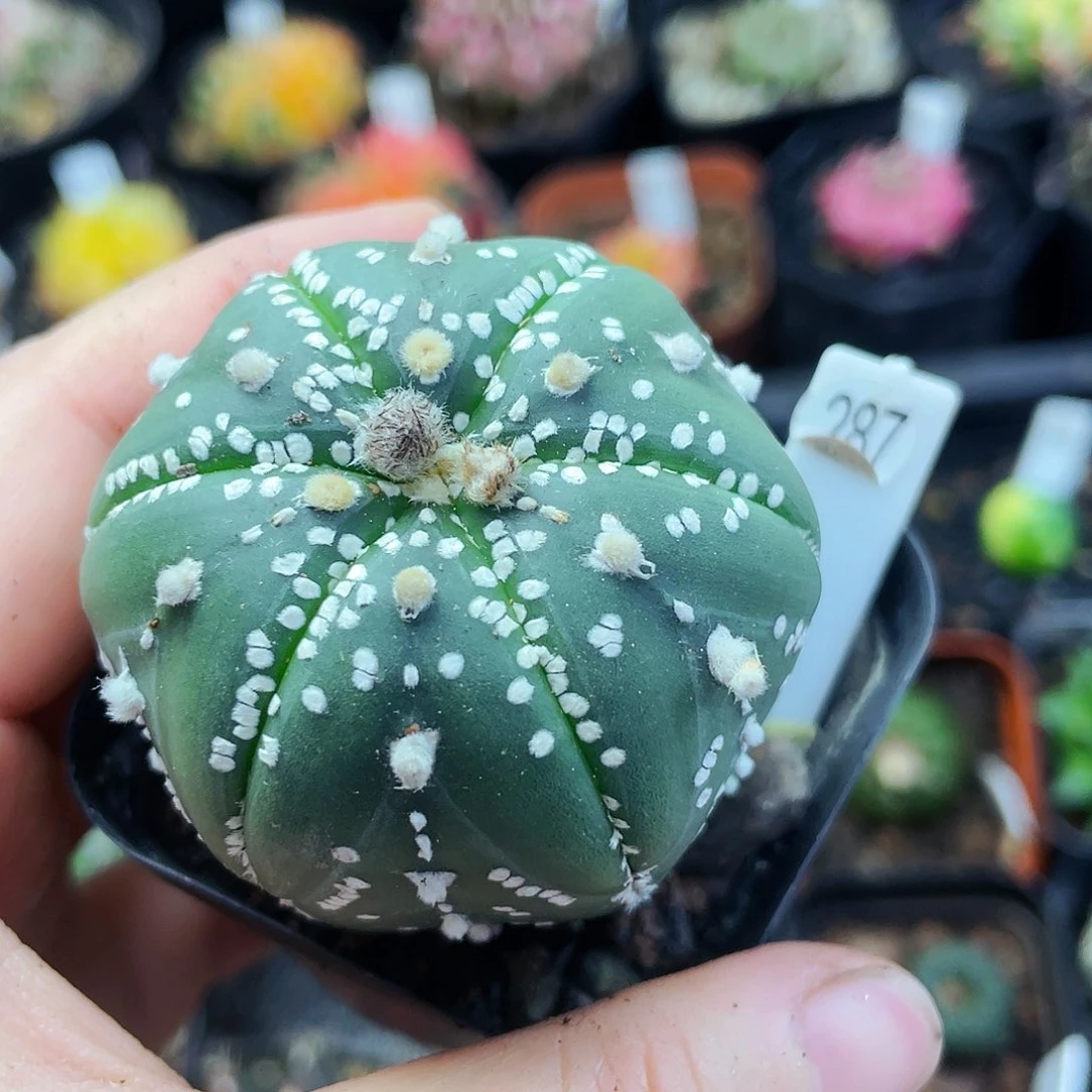 非偏远地区满25包邮仙人球裸根