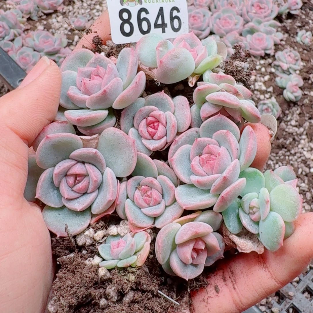 多肉植物多肉植物