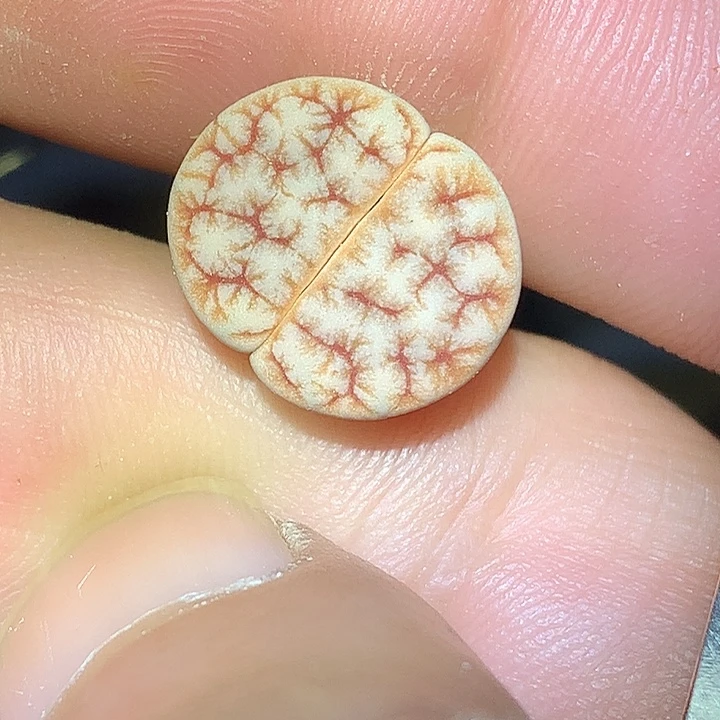 火***椒精品多肉植物精品多肉