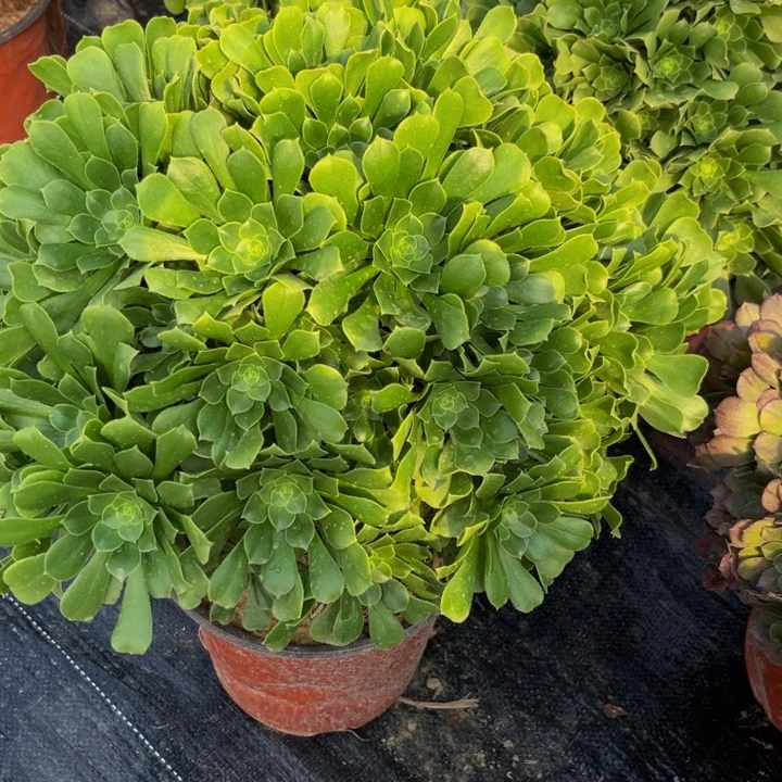 绿羊绒多肉植物捧花17