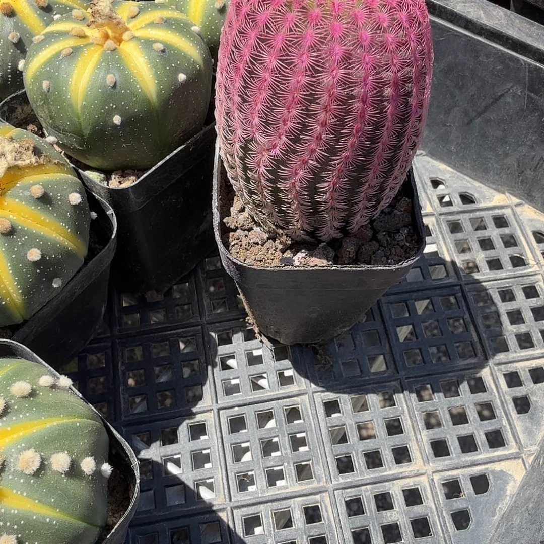 红太阳单头多肉植物