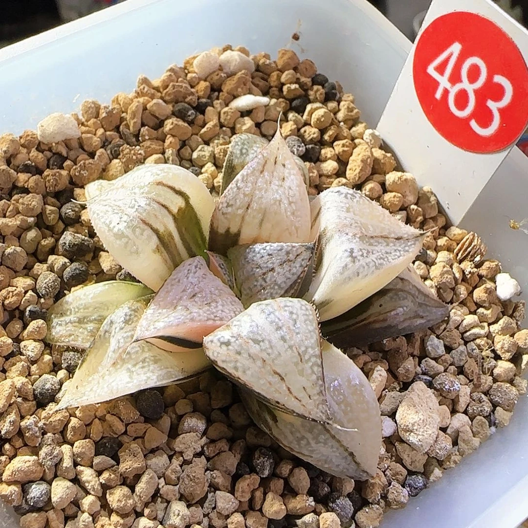 483号丸叶青蟹锦一物一拍带盆土