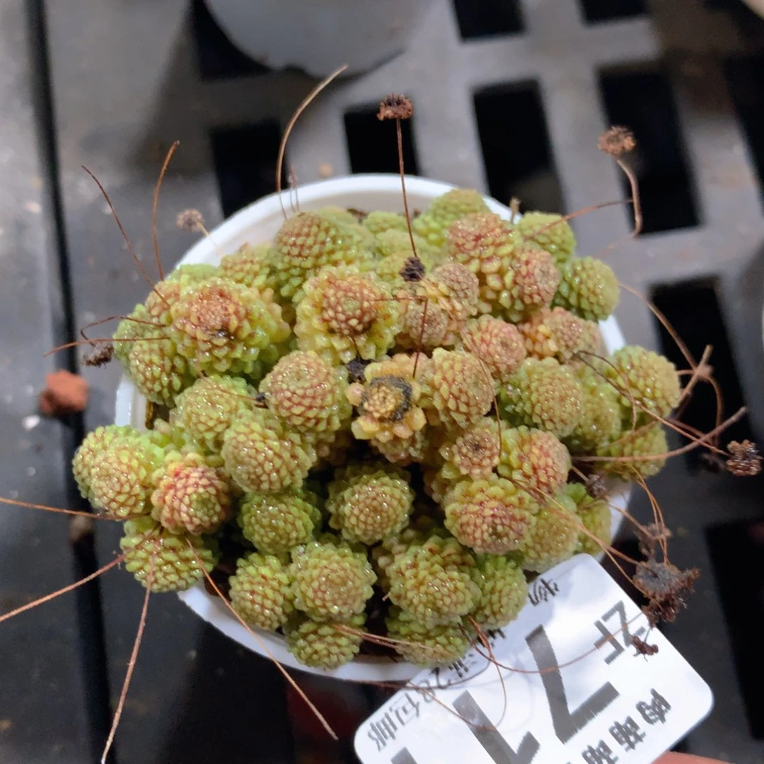 5CM拇指盆精控多肉ZF711