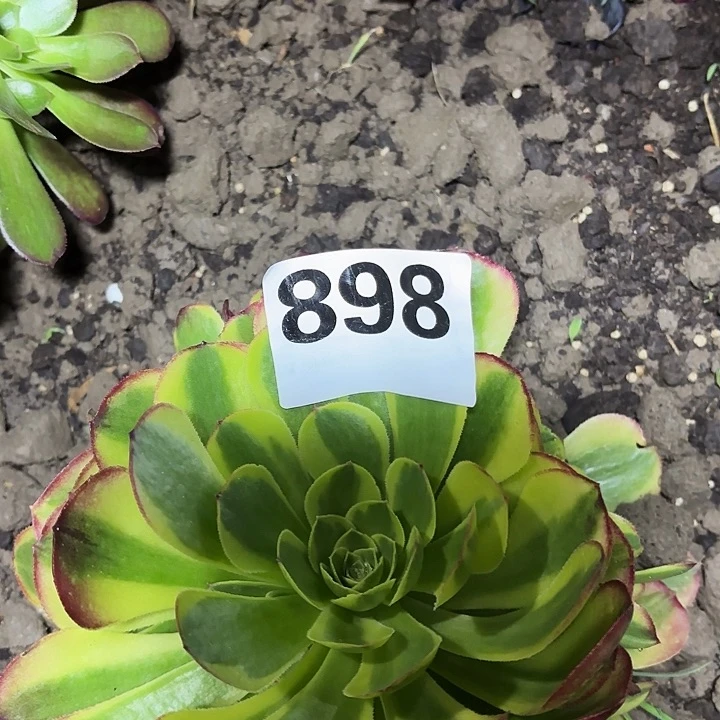 898奶白花花花1/3