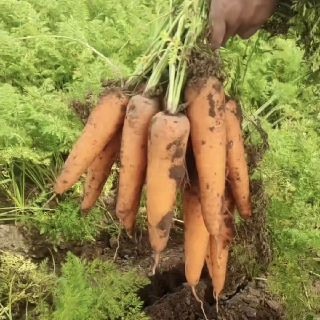 现挖现发新鲜胡萝卜农家自种现挖新鲜带泥萝卜产地直发
