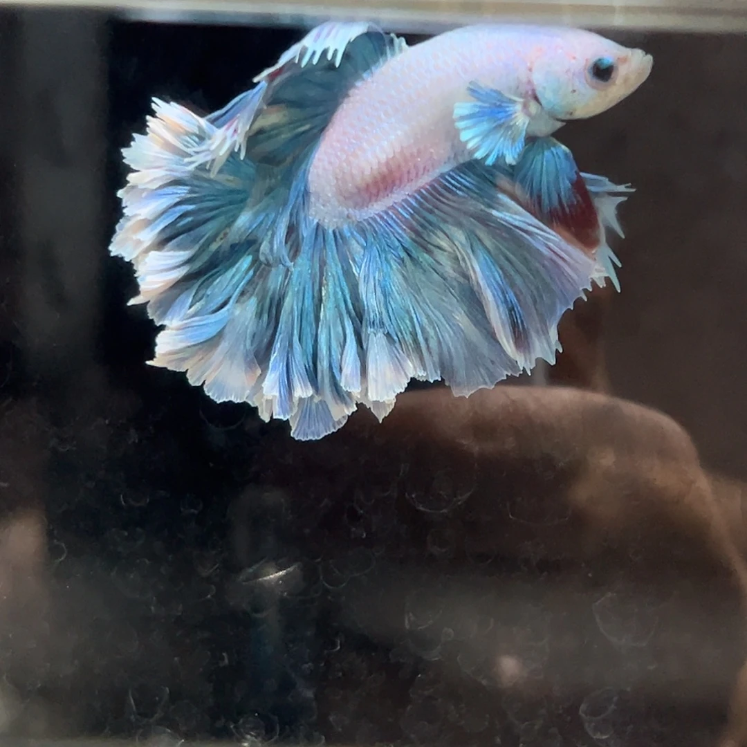 斗鱼11号蓝色厚花瓣