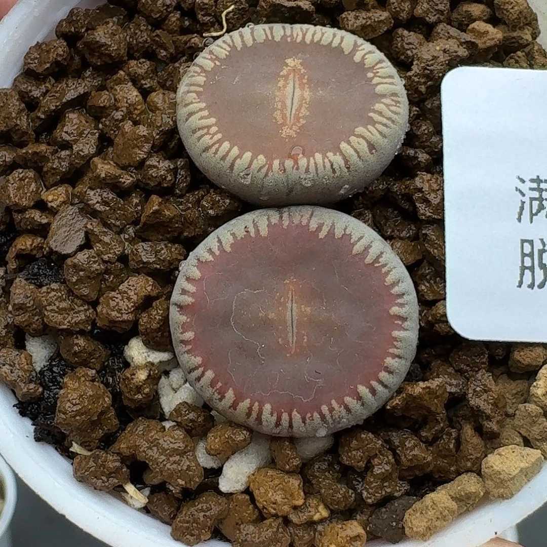 937多肉哈哈哈哈哈哈哈哈
