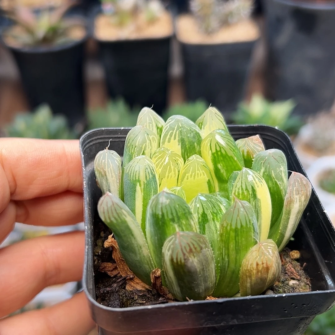 别系玉露锦