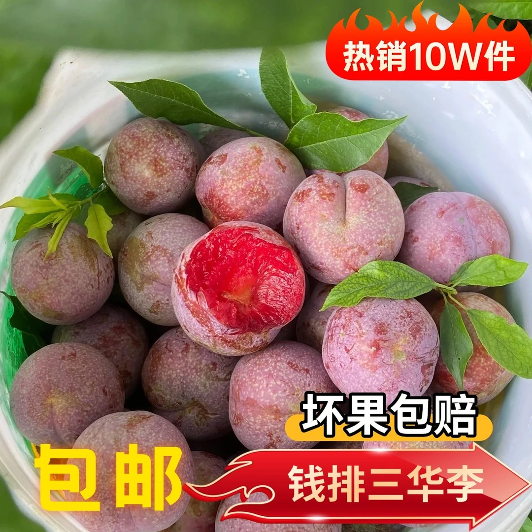 【精品果统一规格】新鲜采摘李子正宗广东钱排红心三华李（送辣椒盐）