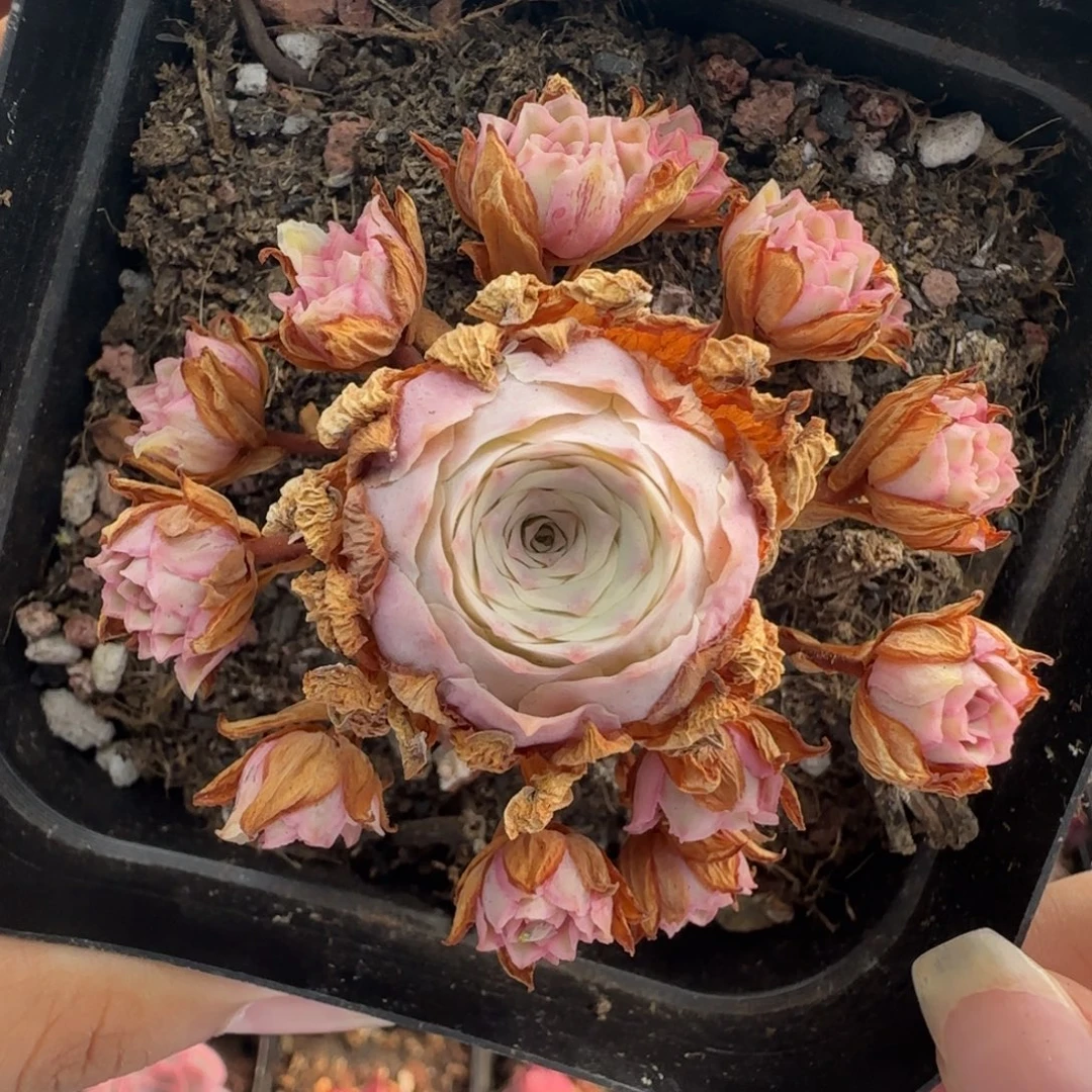 L245半城玫瑰秋夕锦