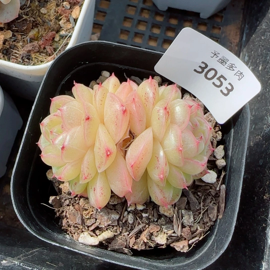 井天，3053多肉植物
