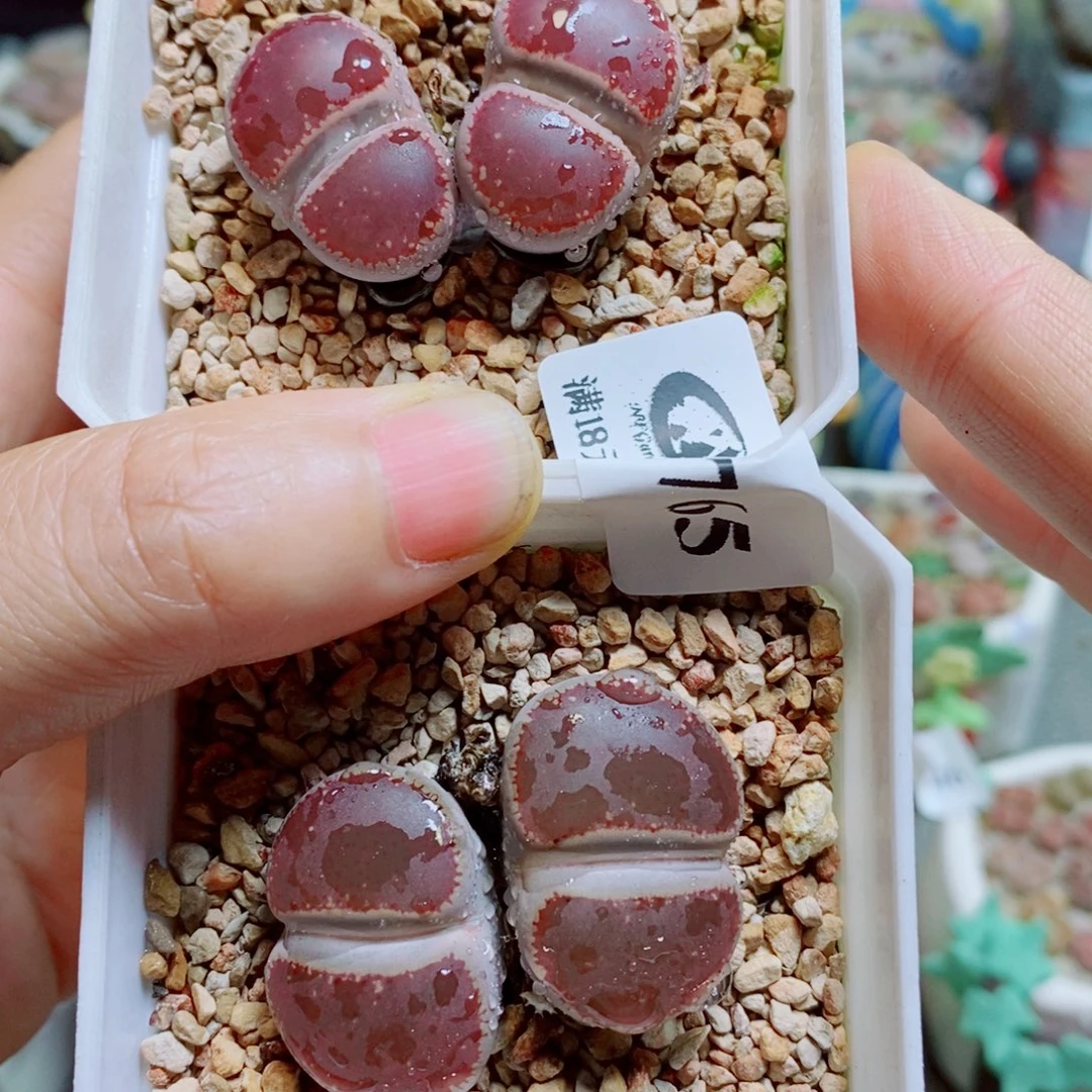 暖***O生石花花花花花花花花765