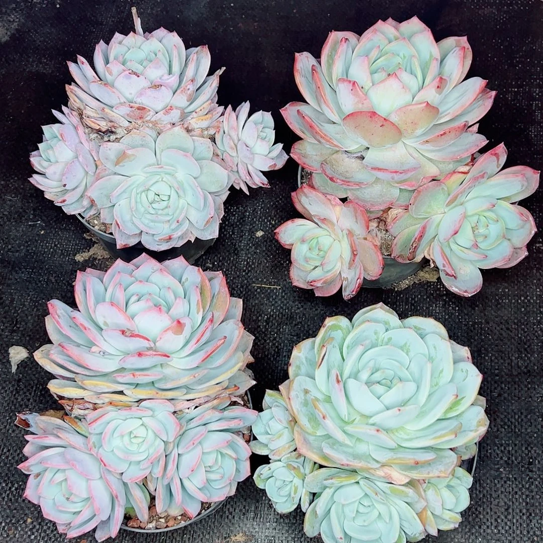 凤橙群生，一物一拍