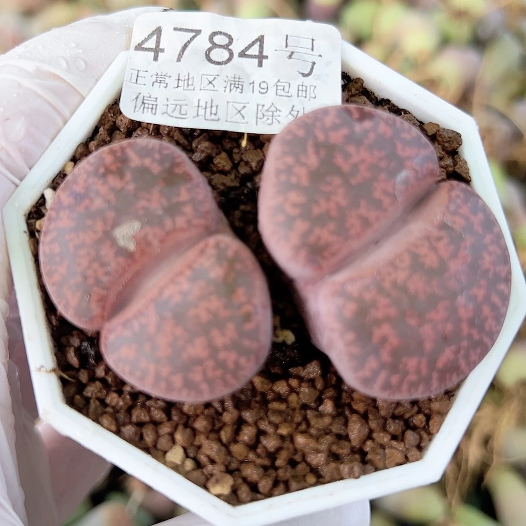 4784六年酒红大双头有老疤特价处理了