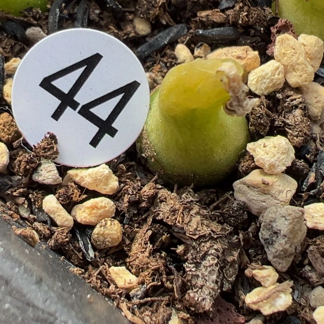 怀**念多肉植物111111111111111