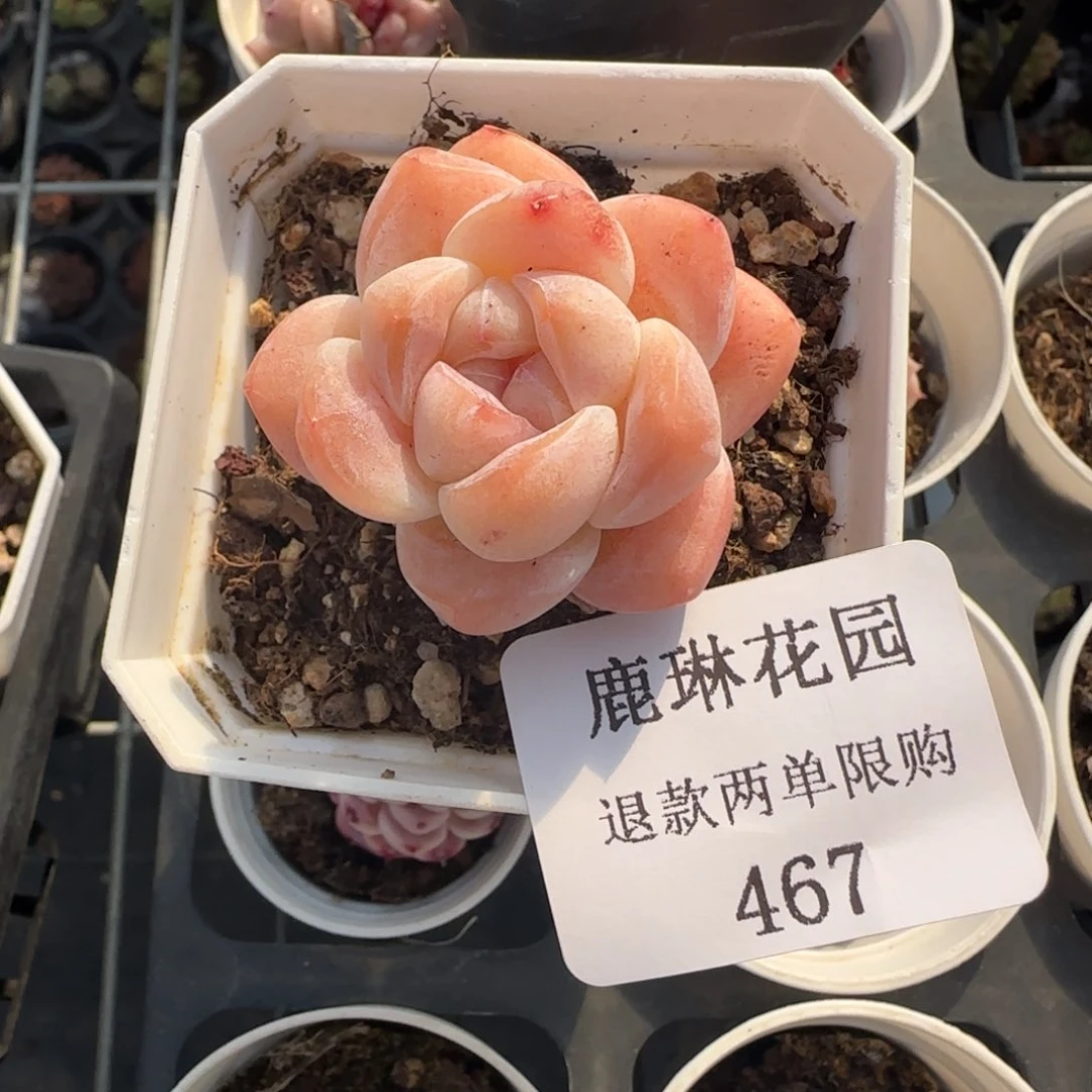 闪购精品多肉467号