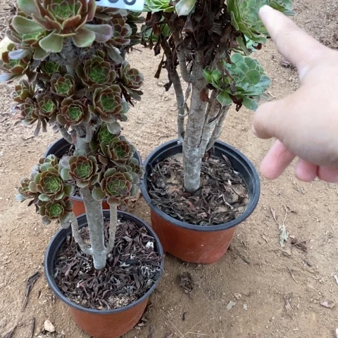 新***)998三颗来自多肉植物