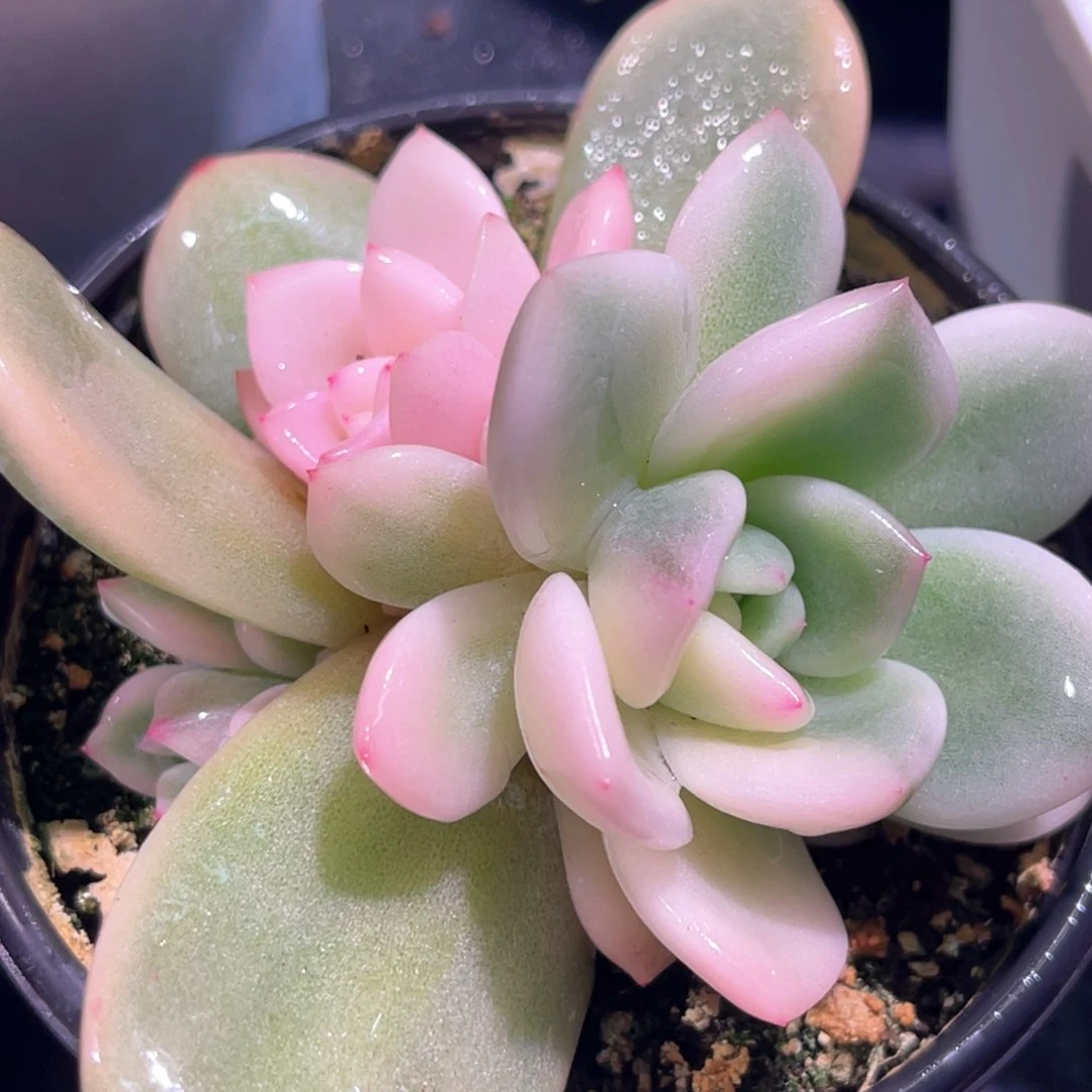 多肉特价梦露锦1712