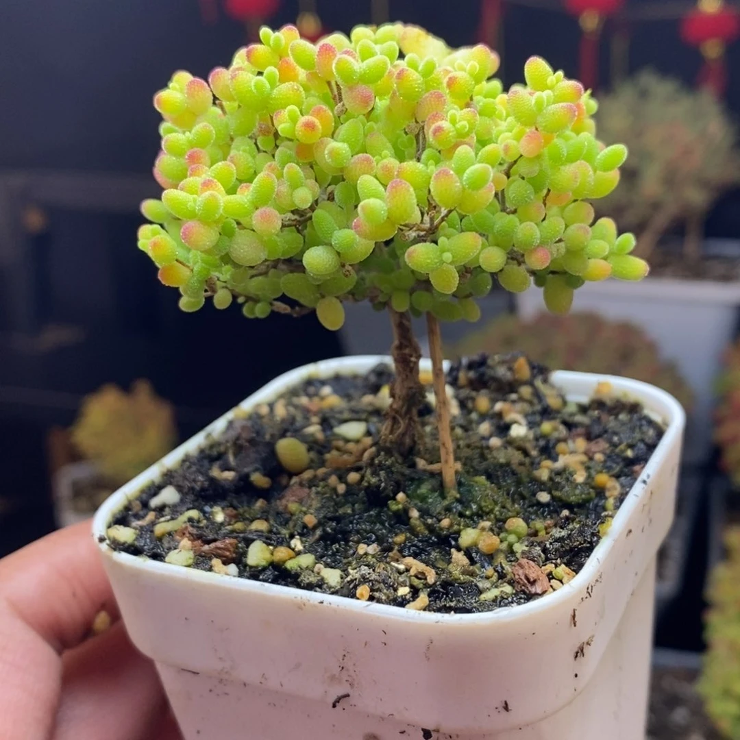 c56号蜜橘糖球枝干多肉