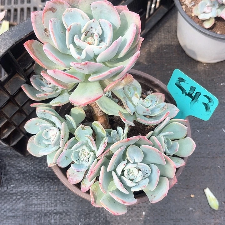 晨语多肉，一物一拍543