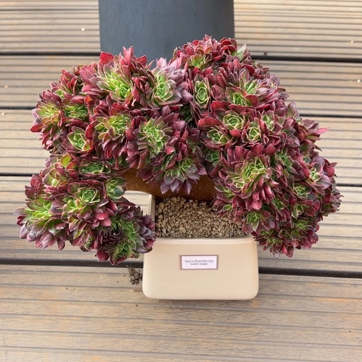 海王自然朵朵缀化（有微瑕）带盆土发货