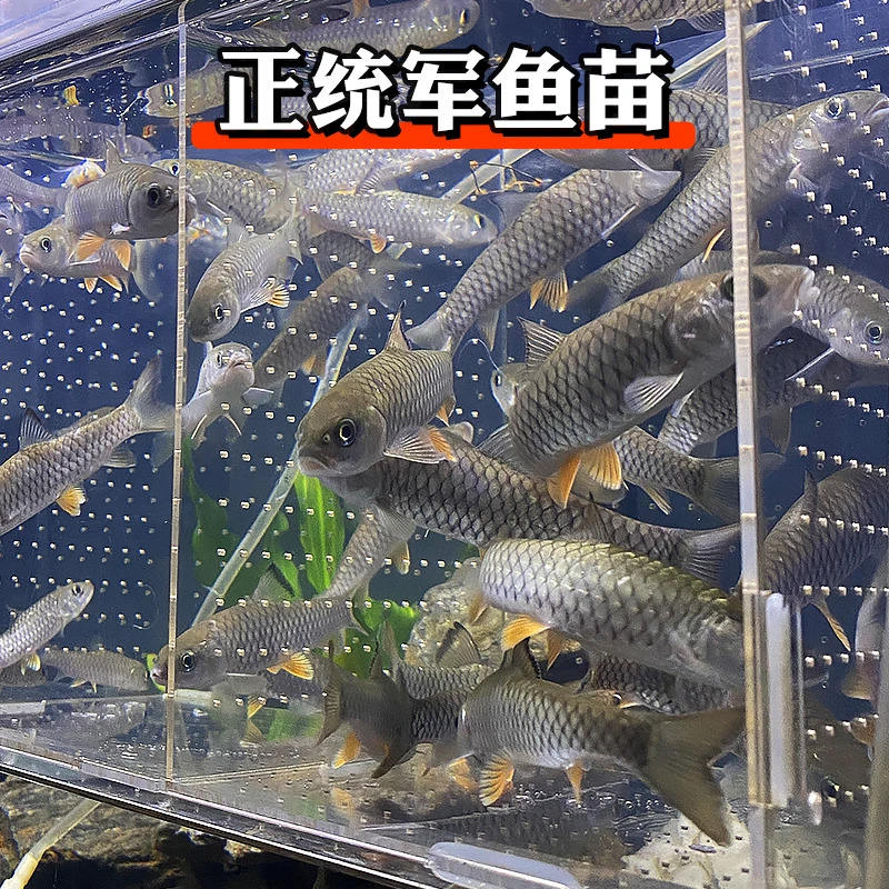 军鱼原生鱼冷水鱼溪流鱼武夷山将军鱼淡水鱼观赏鱼耐寒耐活好养