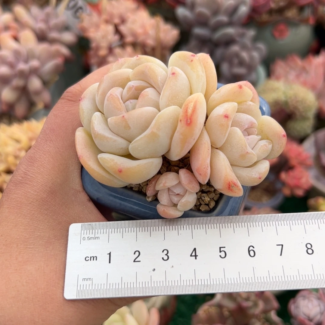 仔*208 多肉植物组合盆栽