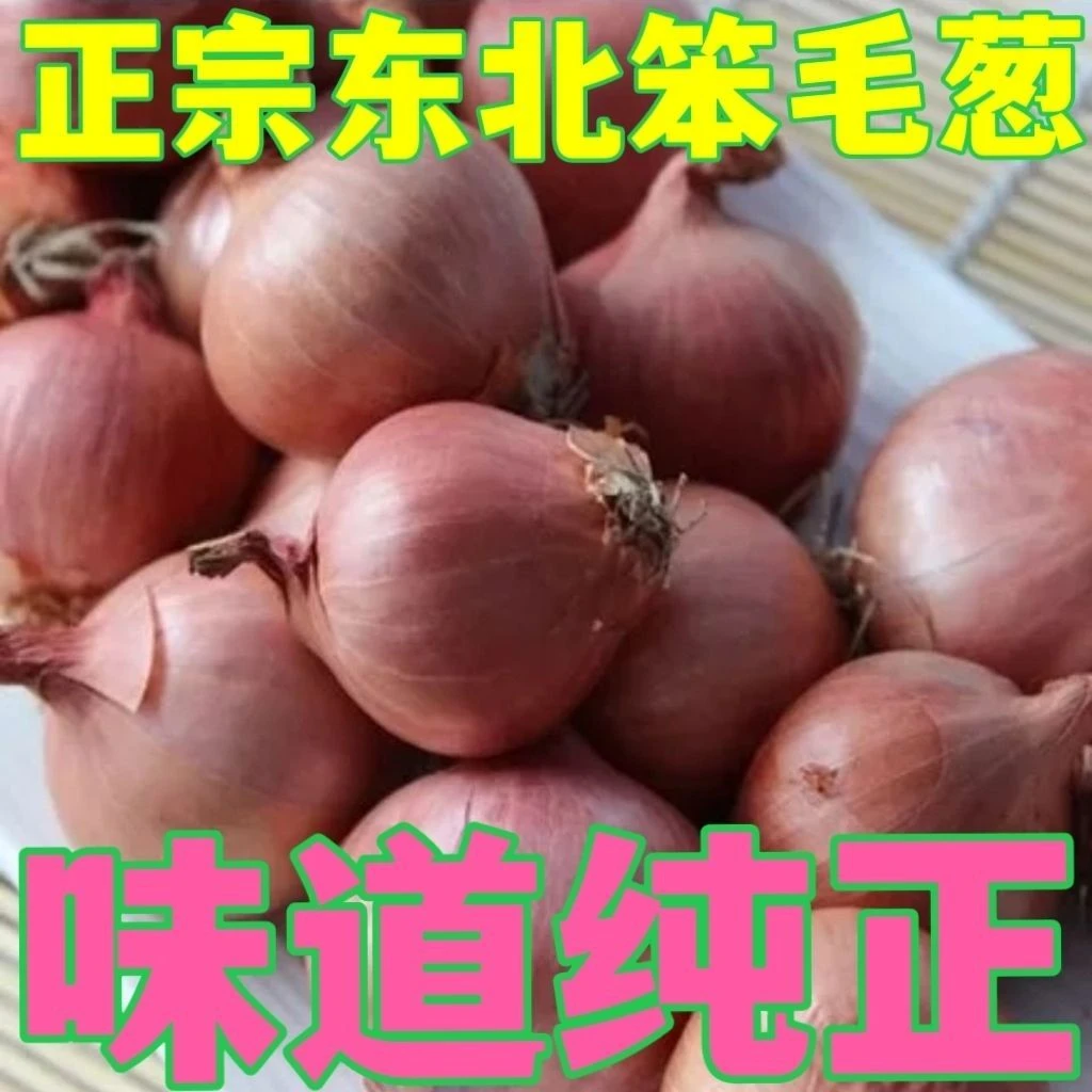 东北毛葱四六瓣农家香葱调味食材毛葱头