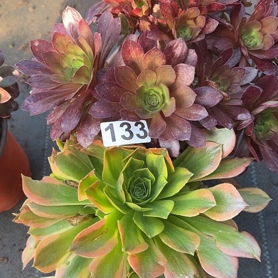 ?**n多肉植物两个有砍