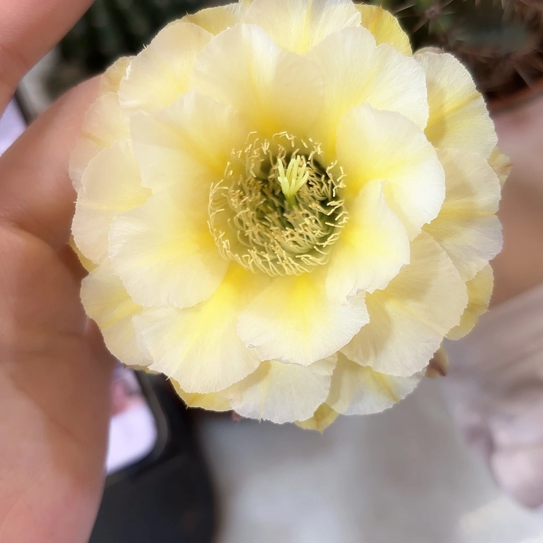 彩草绿黄白5.5-6公分左右