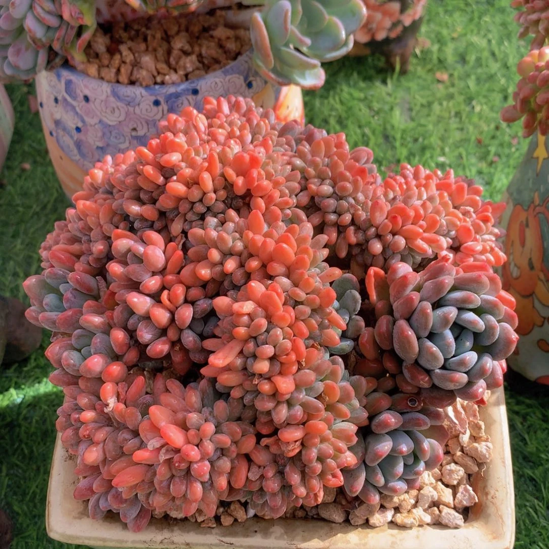 灯美人缀18 公分一物一拍