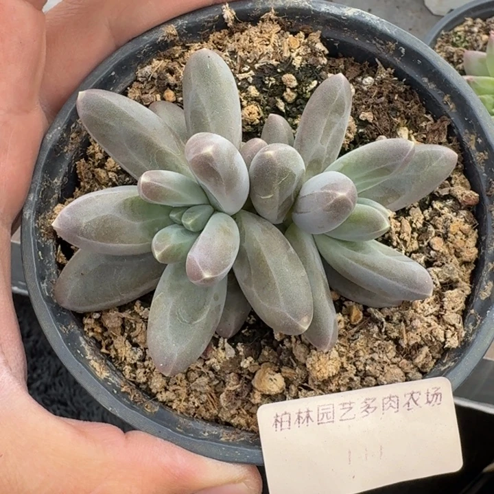 美人杂交 一物一拍