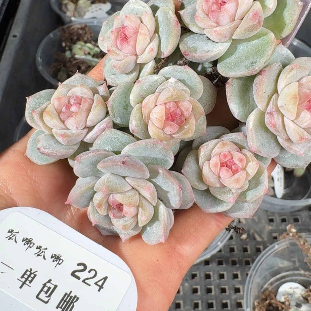 224-萌肉量拍单头一颗