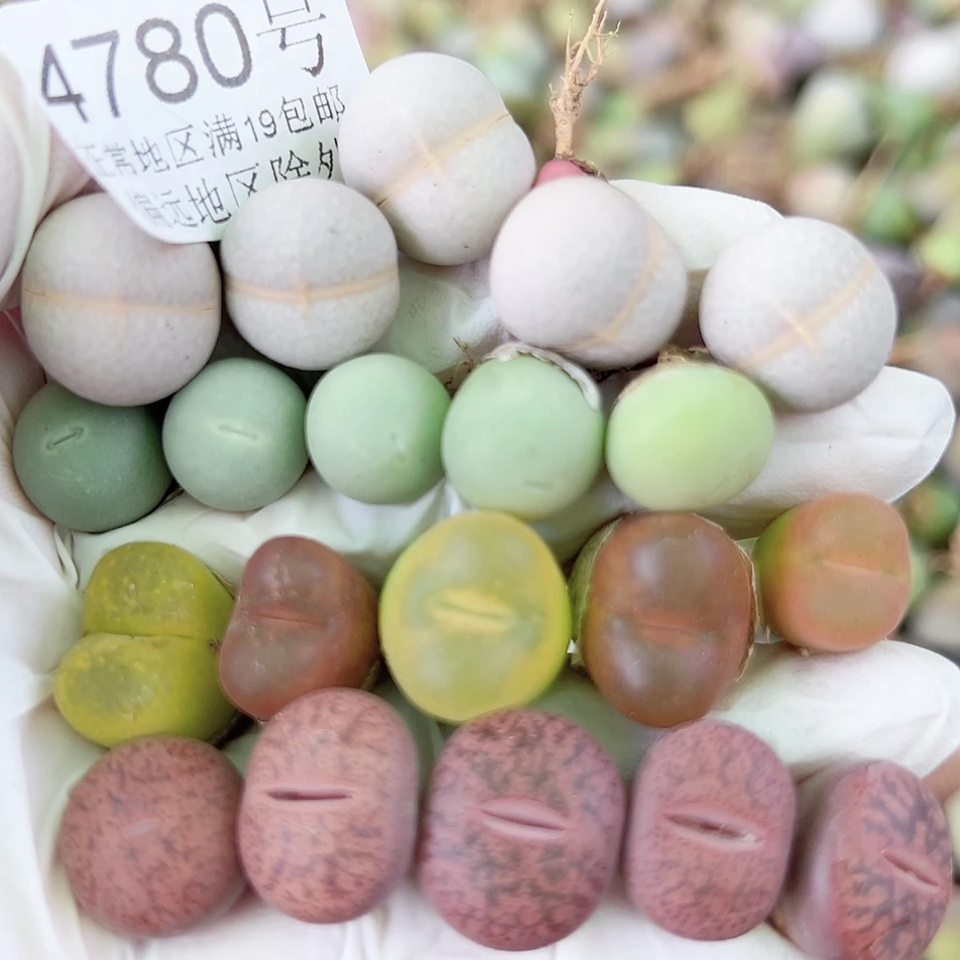 4780酒红，鸽子蛋，毛毛，高尔夫共20个1-1.5cm比较小特价处理
