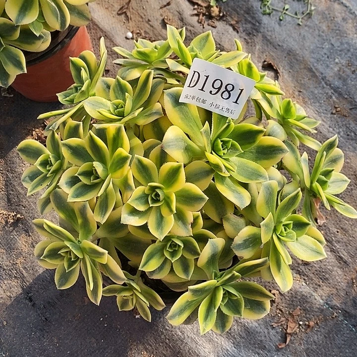 1981星爆多肉发货叶片有黑斑