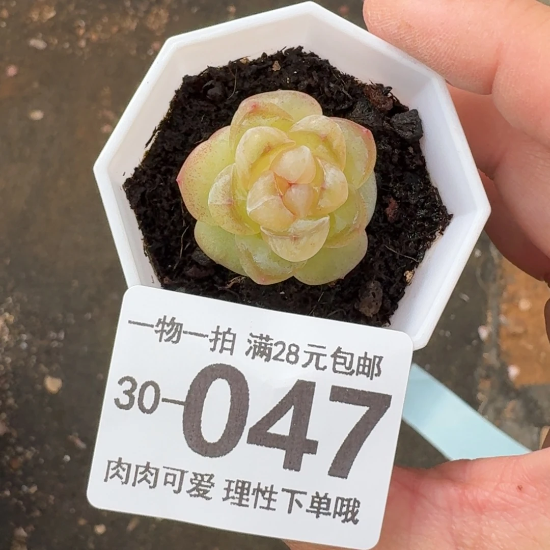 恶魔之泪无盆土发货