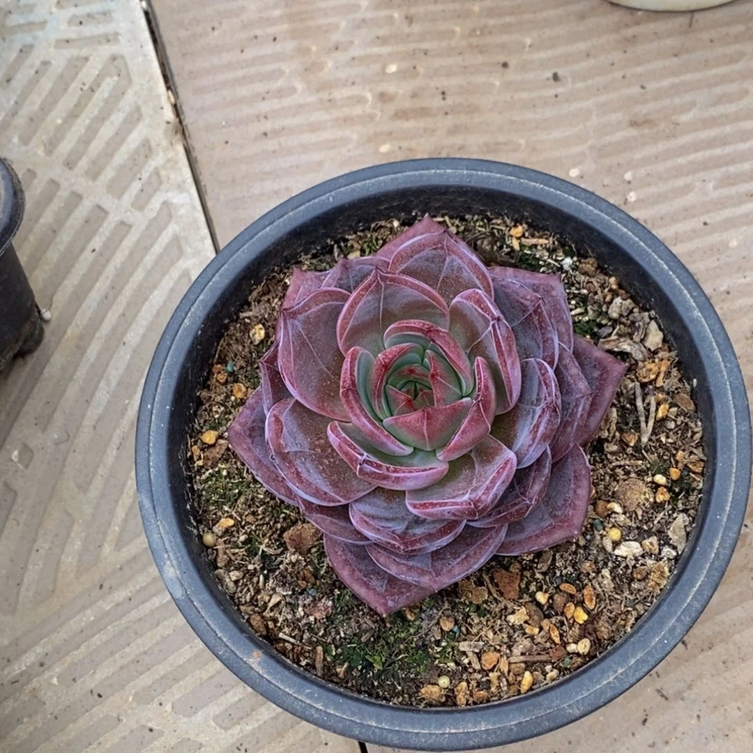 风****?48包邮一物一拍多肉植物