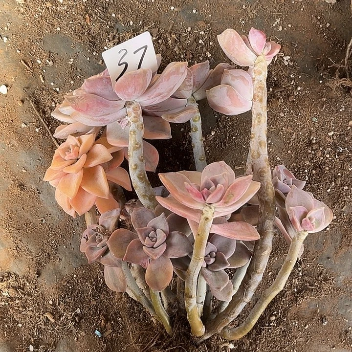 坝***扒紫乐景16.66多肉植物37号