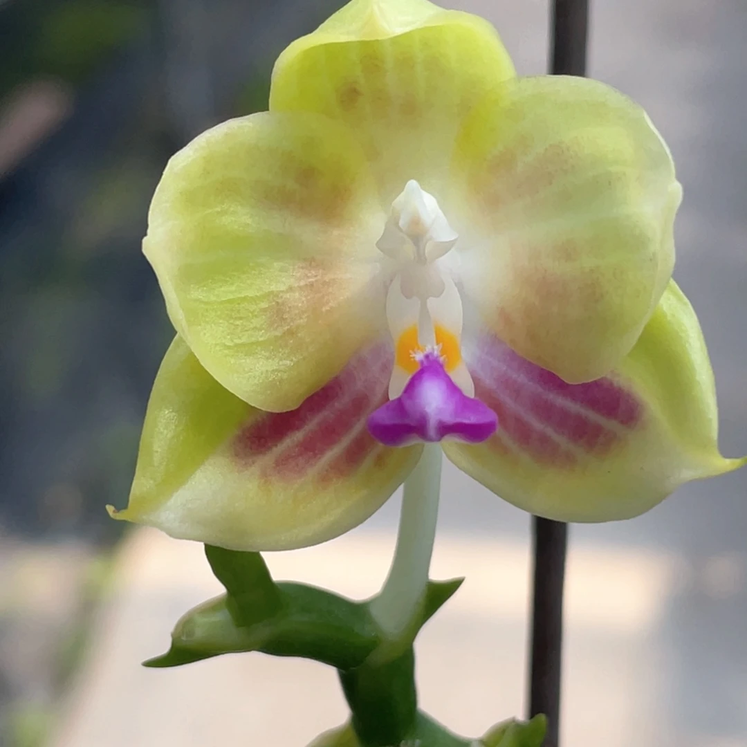 无花朵（爪哇交快乐惊喜）4寸开花株浓香