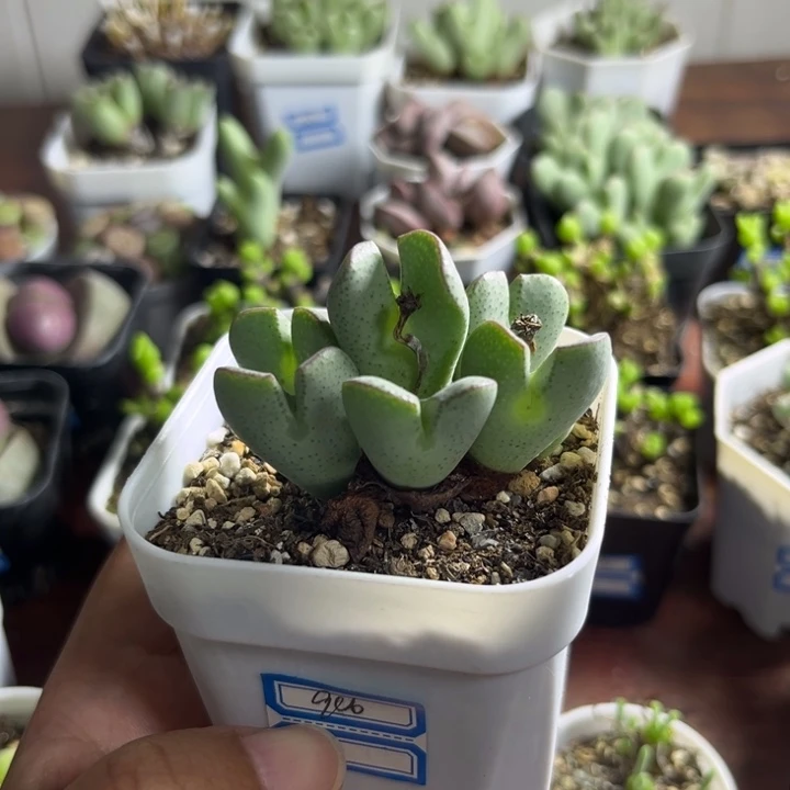 916 少将群多肉植物