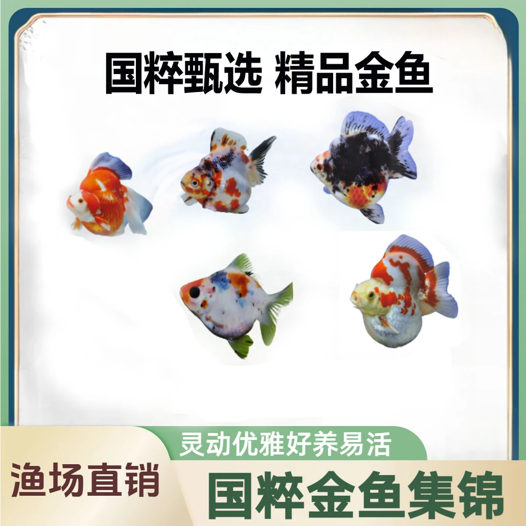 【10-13】国粹金鱼百褶泰狮琉金多颜色混搭活体冷水观赏鱼好养耐活