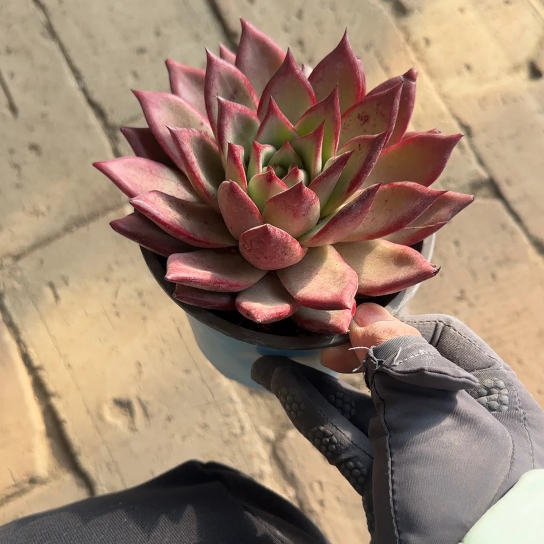 无花朵罗卡大单头