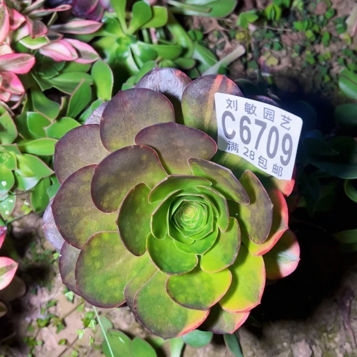 6709多肉植物法师法师