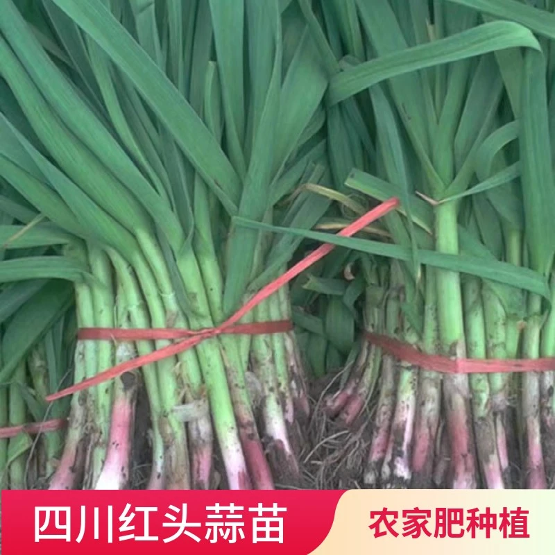 四川农家自种红头蒜苗香蒜苗（顺丰快递）新鲜蒜苗新鲜蔬菜大蒜叶
