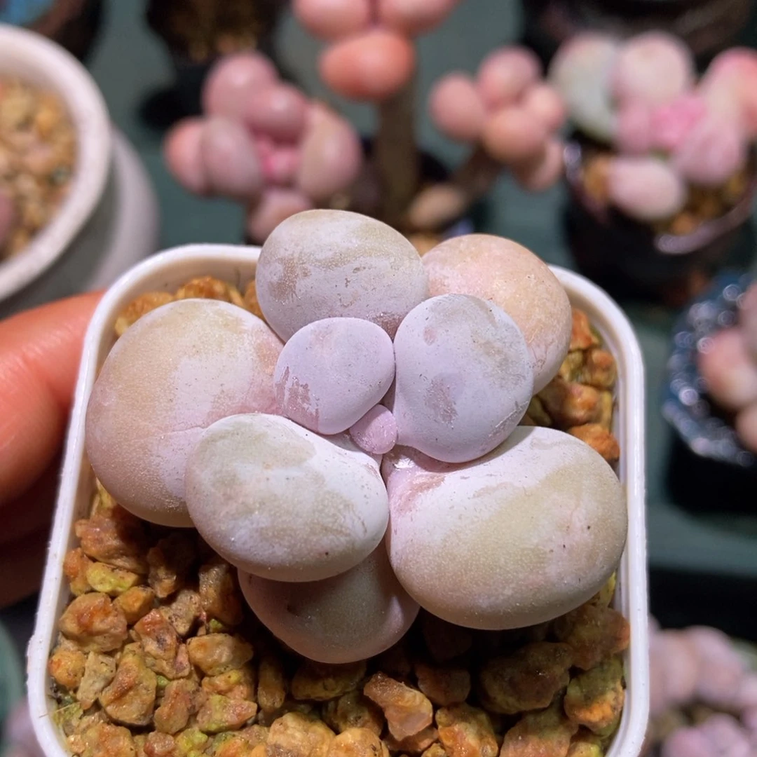 扒拉水光针奶酪专拍