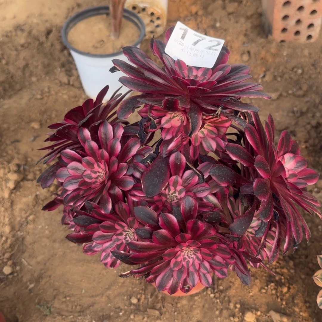 172号黑桐清棚妖桩不包损