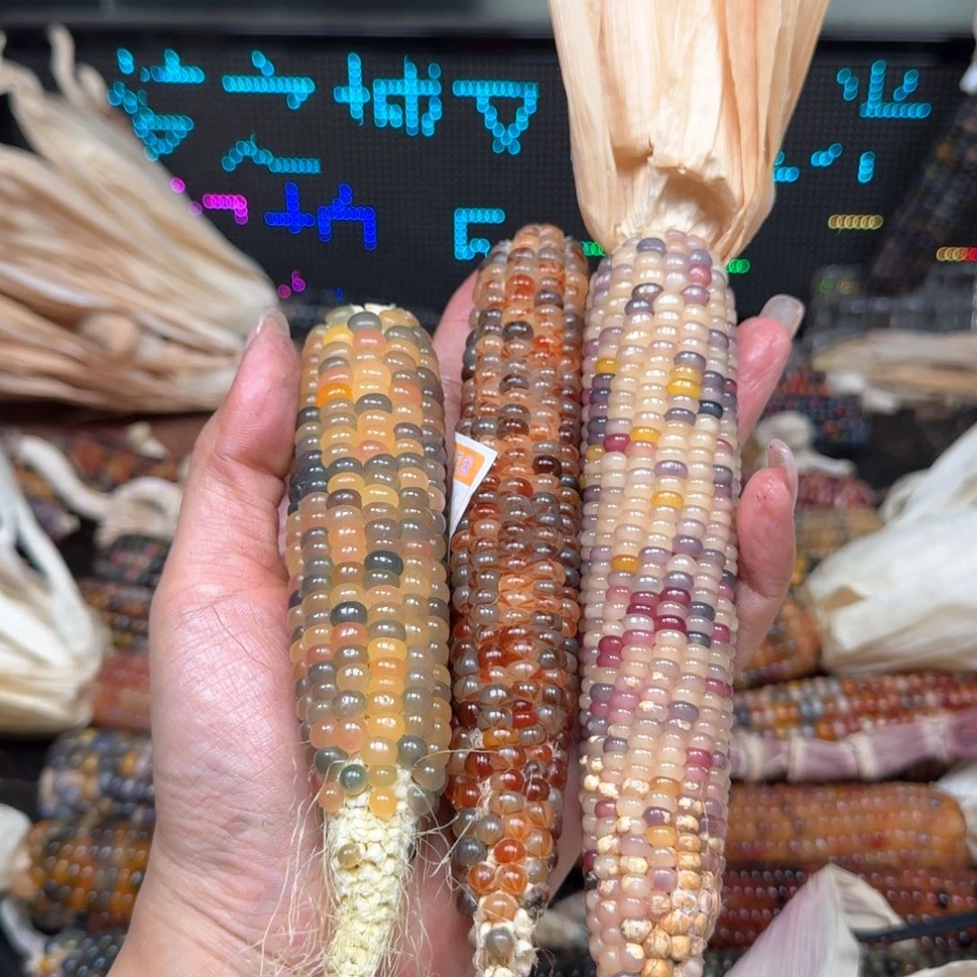 柏香籽/百香籽吊坠菌****房