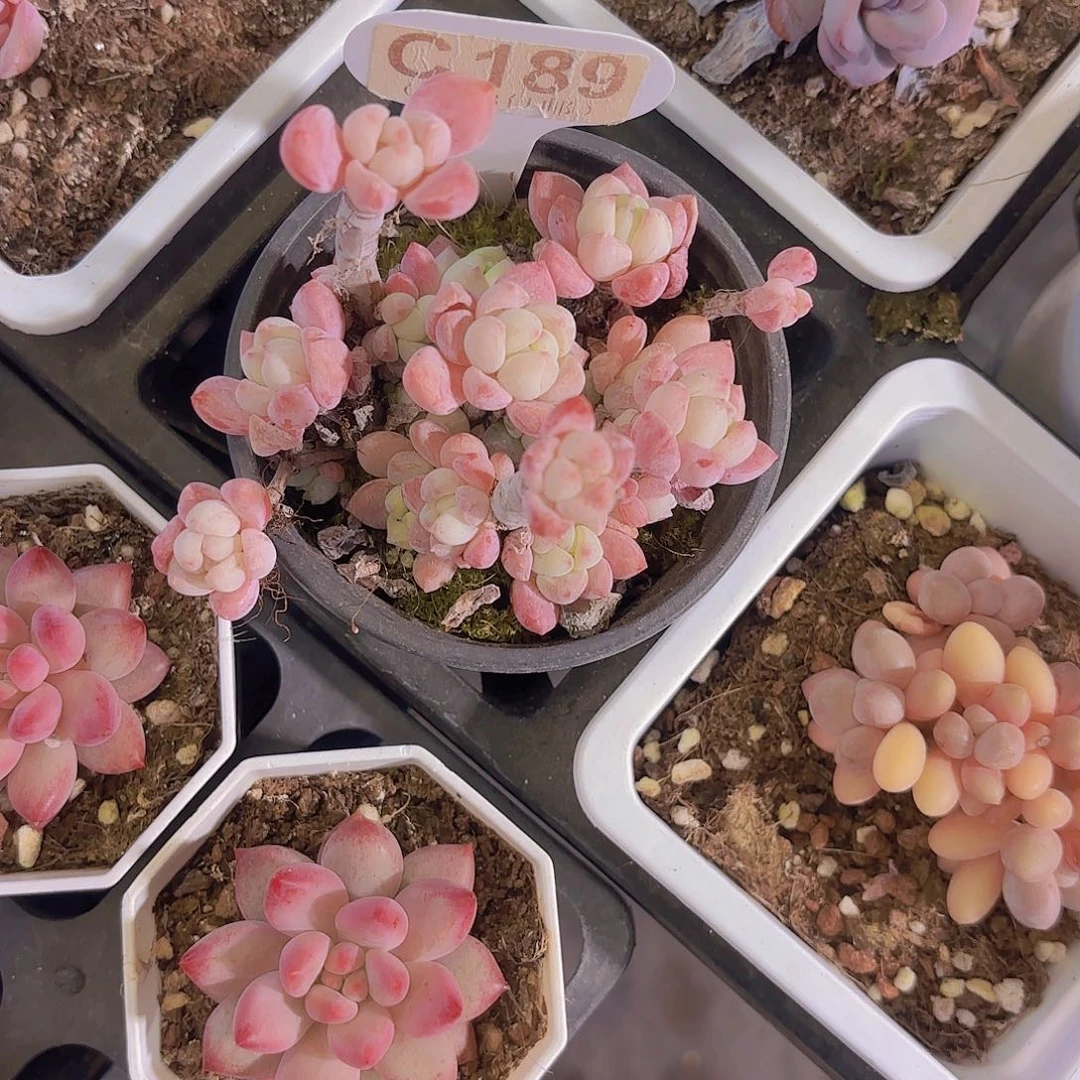 C189香妃一物一拍