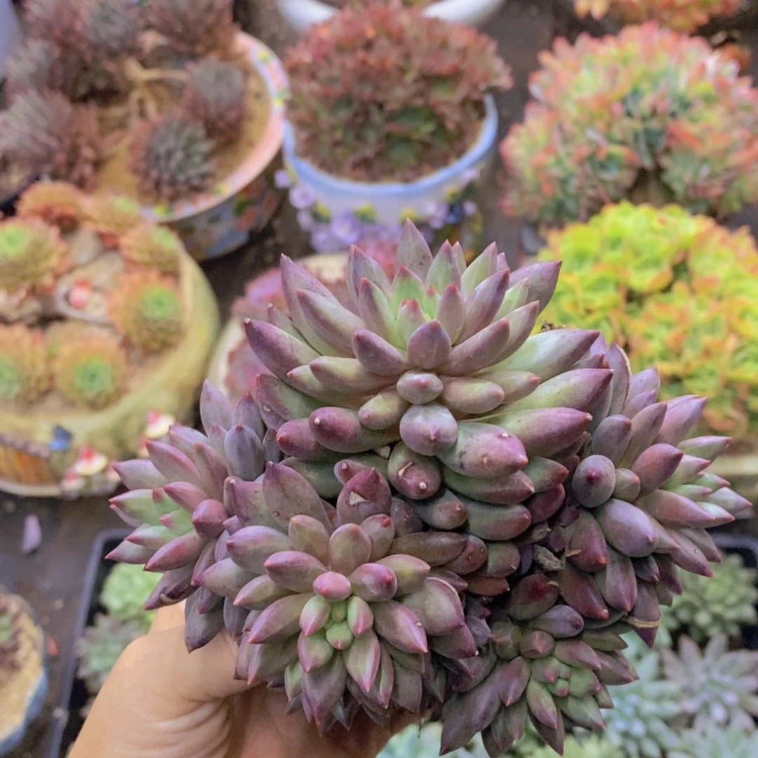 多头美人虞美人多肉植物