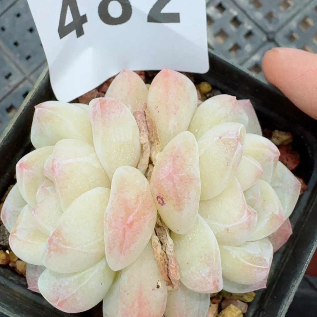 福利冰玉         精品多肉